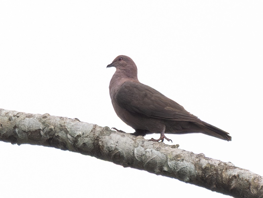 Short-billed Pigeon - ML636978389