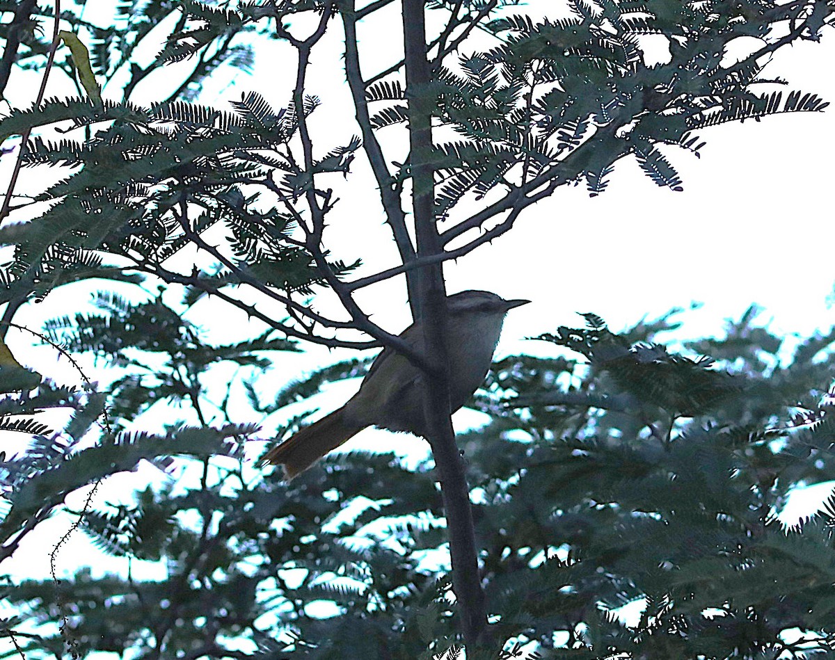 Bolivian Earthcreeper - ML636978444