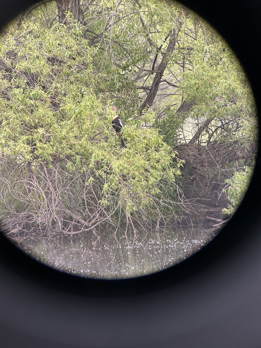 Anhinga - ML636978460