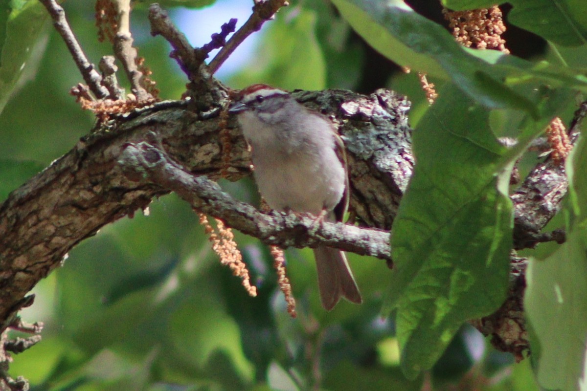 Chipping Sparrow - ML636978488