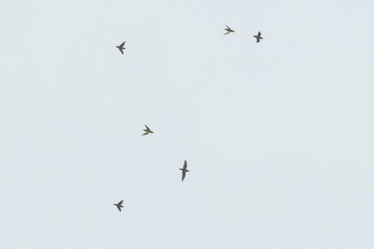 Barred Parakeet - ML636978497