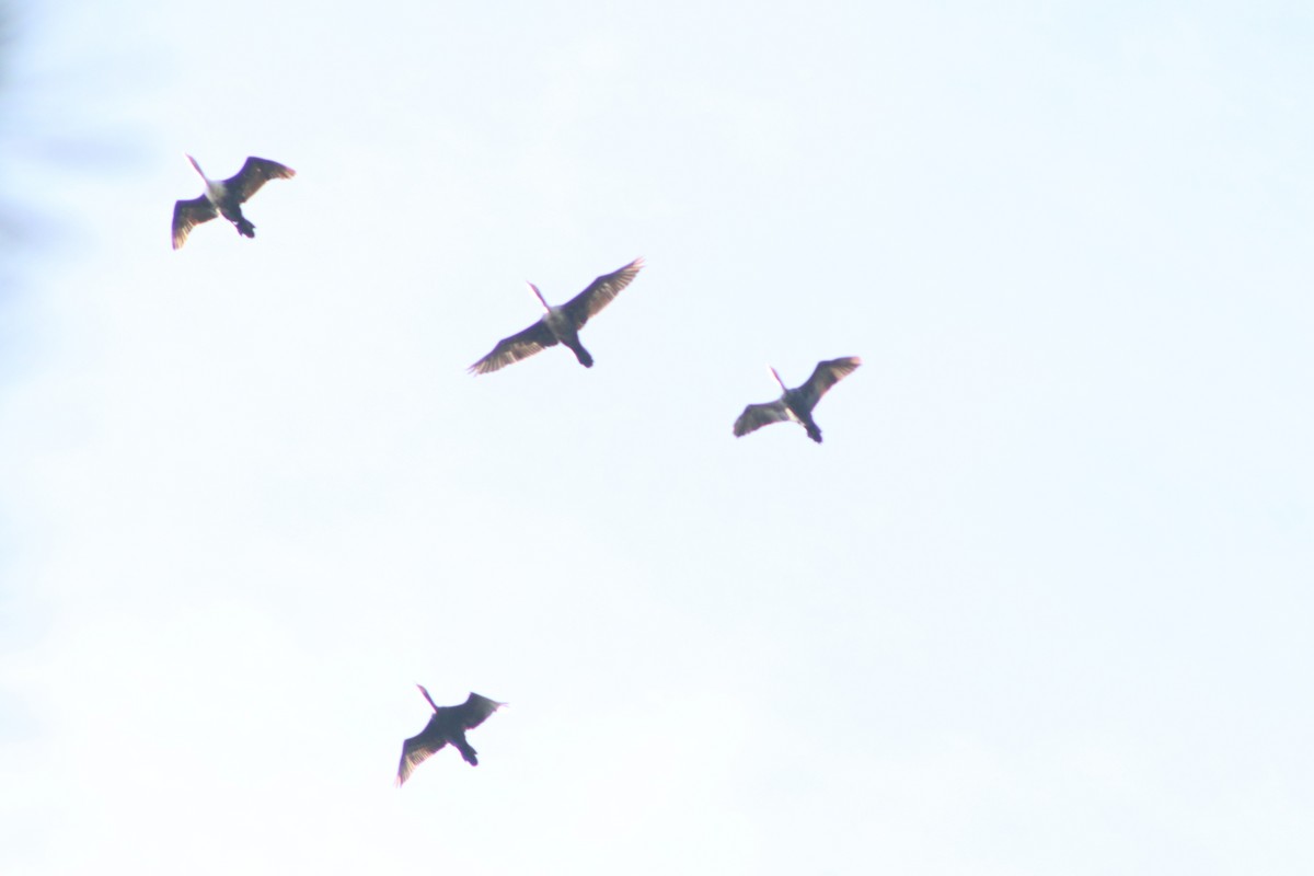 Double-crested Cormorant - ML636978510