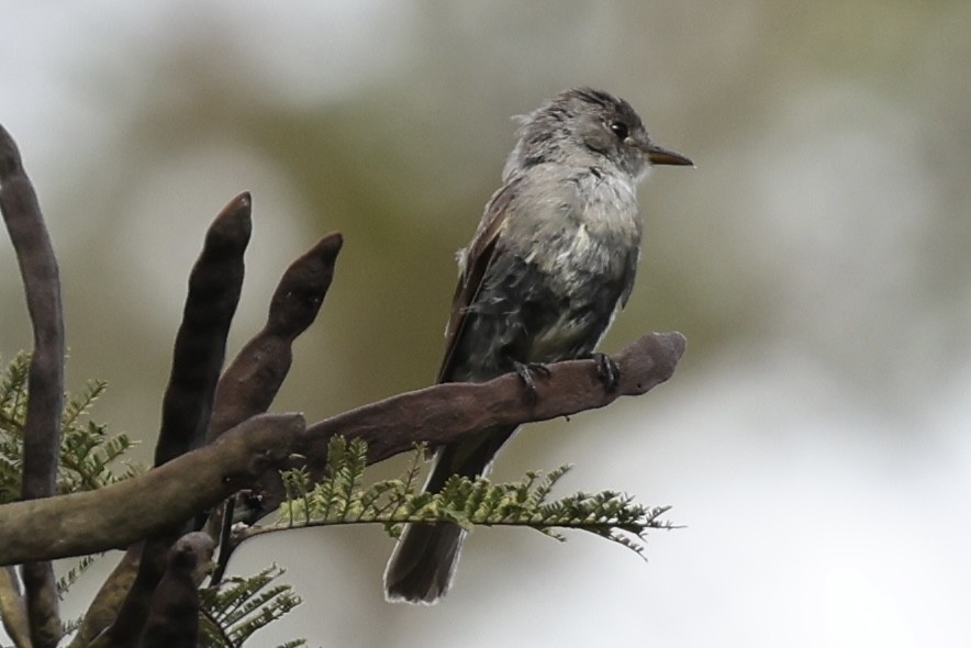 Tumbes Pewee - ML636978561