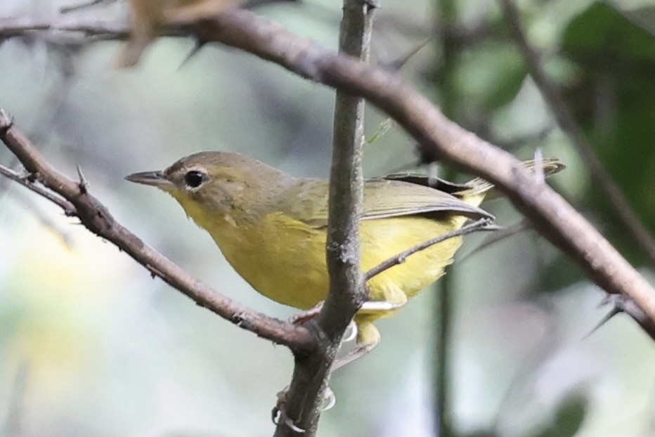 Black-lored Yellowthroat - ML636978579