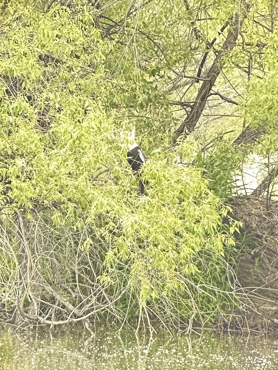 Anhinga - ML636978627