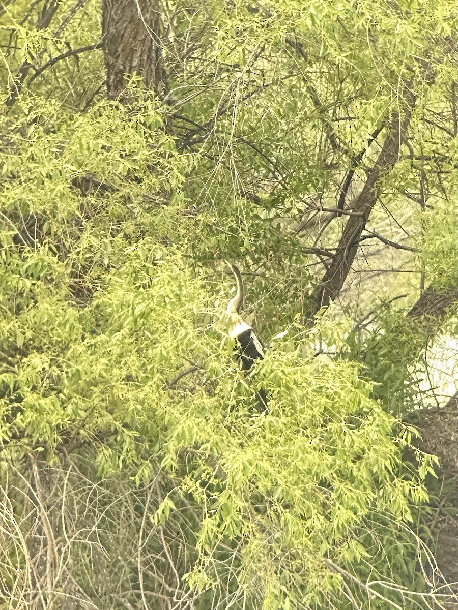 Anhinga - ML636978628