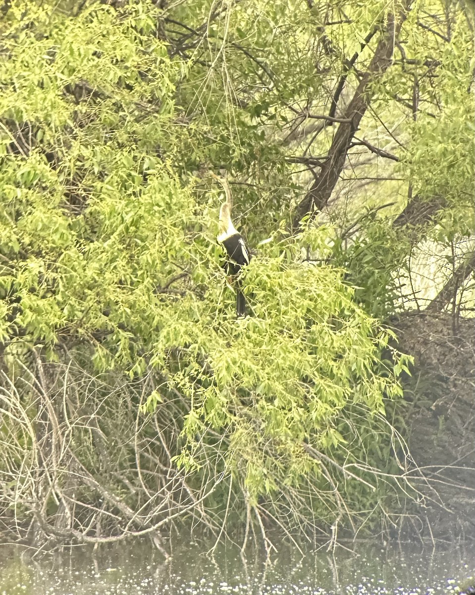 Anhinga - ML636978629