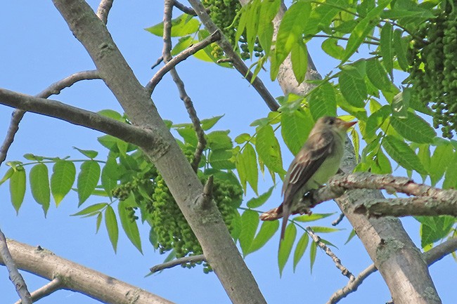 Eastern Wood-Pewee - ML636978691