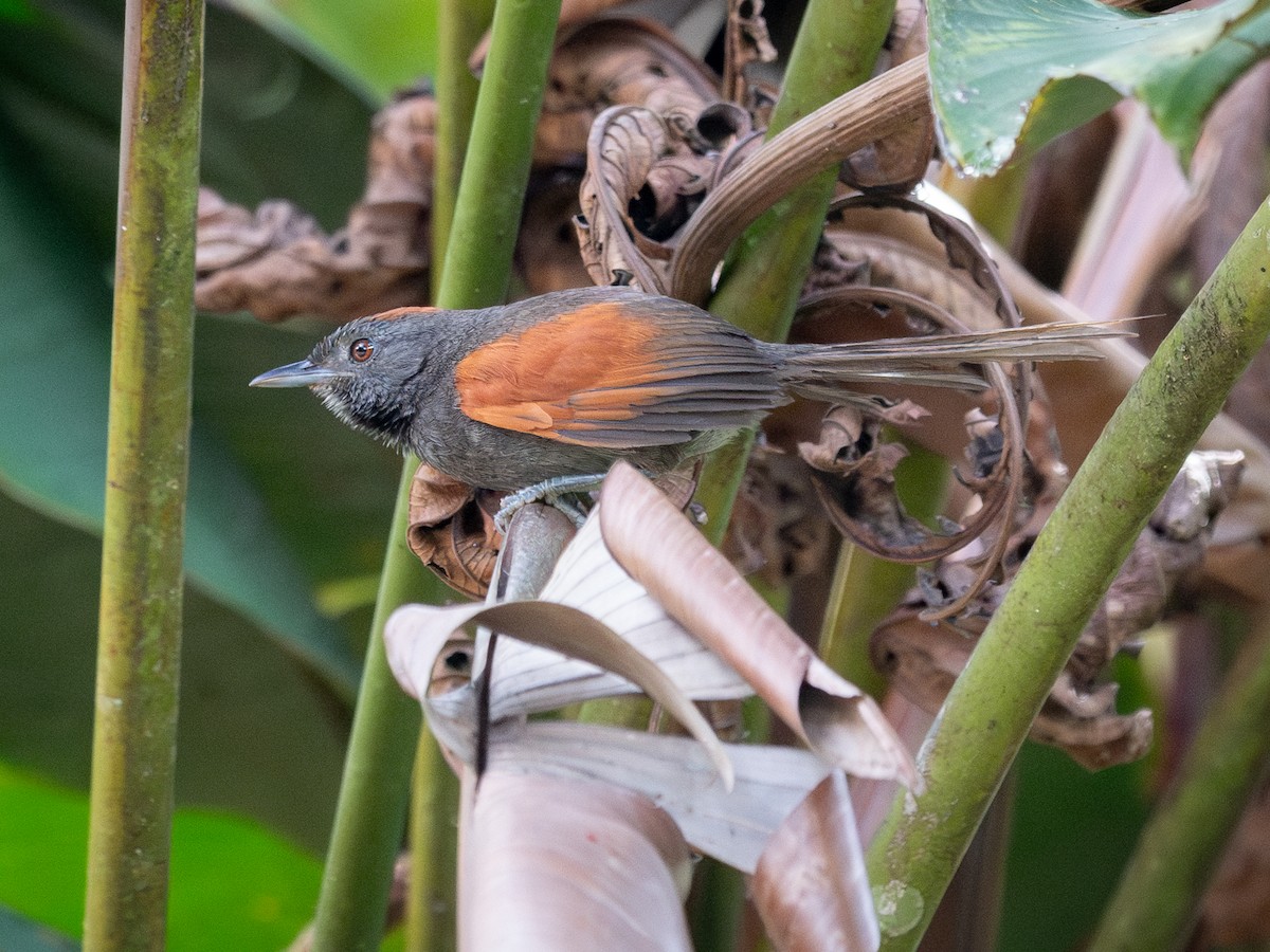 Slaty Spinetail - ML636978698