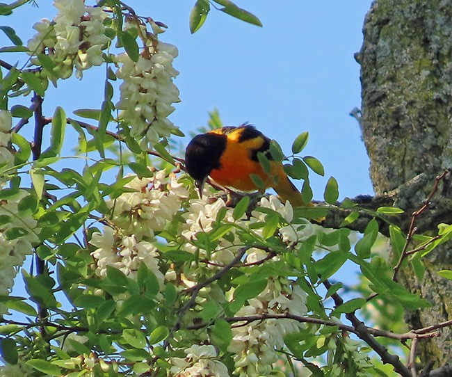 Baltimore Oriole - ML636978702