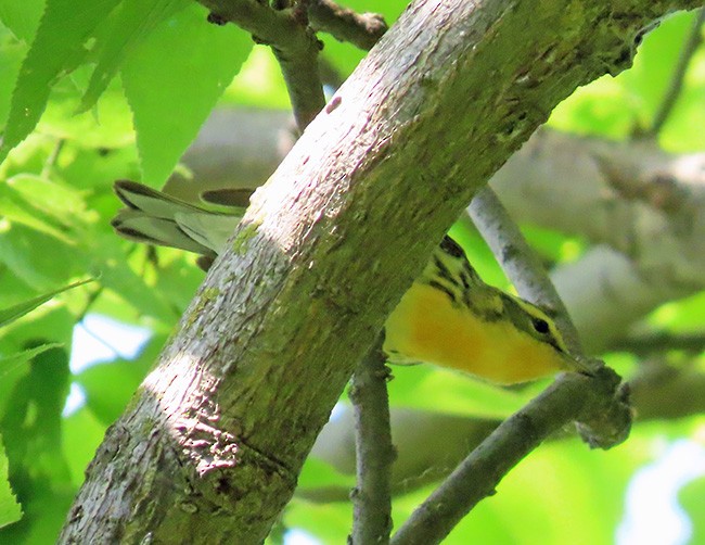 Blackburnian Warbler - ML636978715