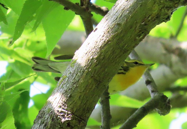 Blackburnian Warbler - ML636978721