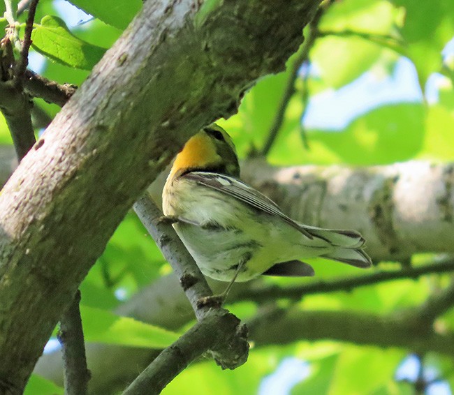 Blackburnian Warbler - ML636978728