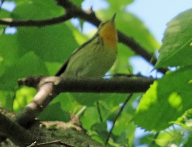 Blackburnian Warbler - ML636978733