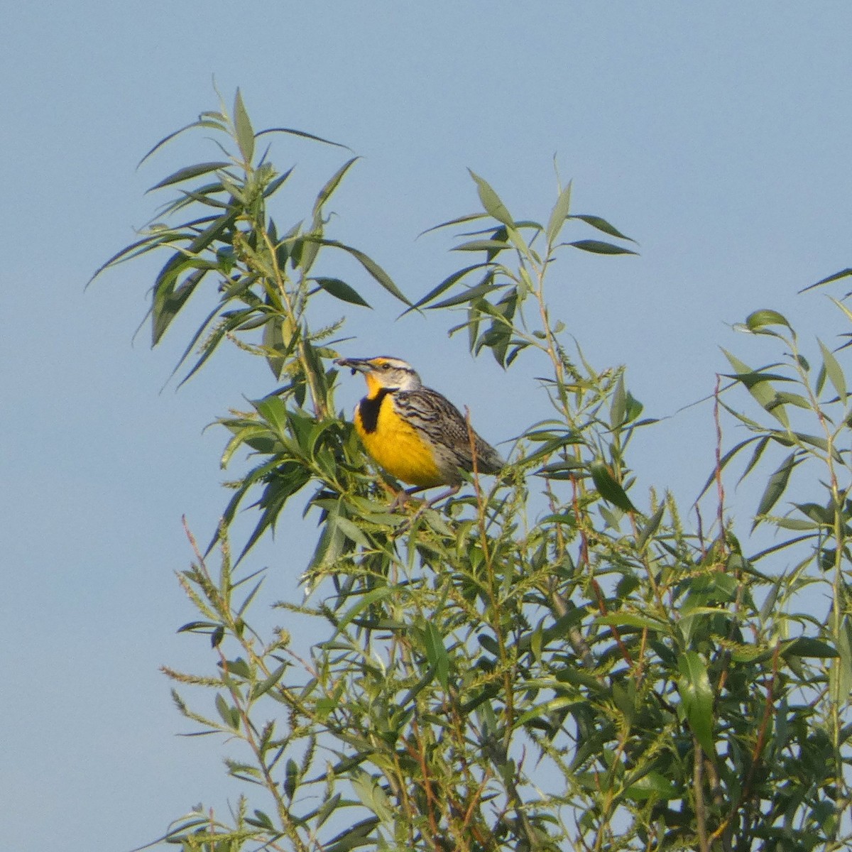 Eastern Meadowlark (Eastern) - ML636978752
