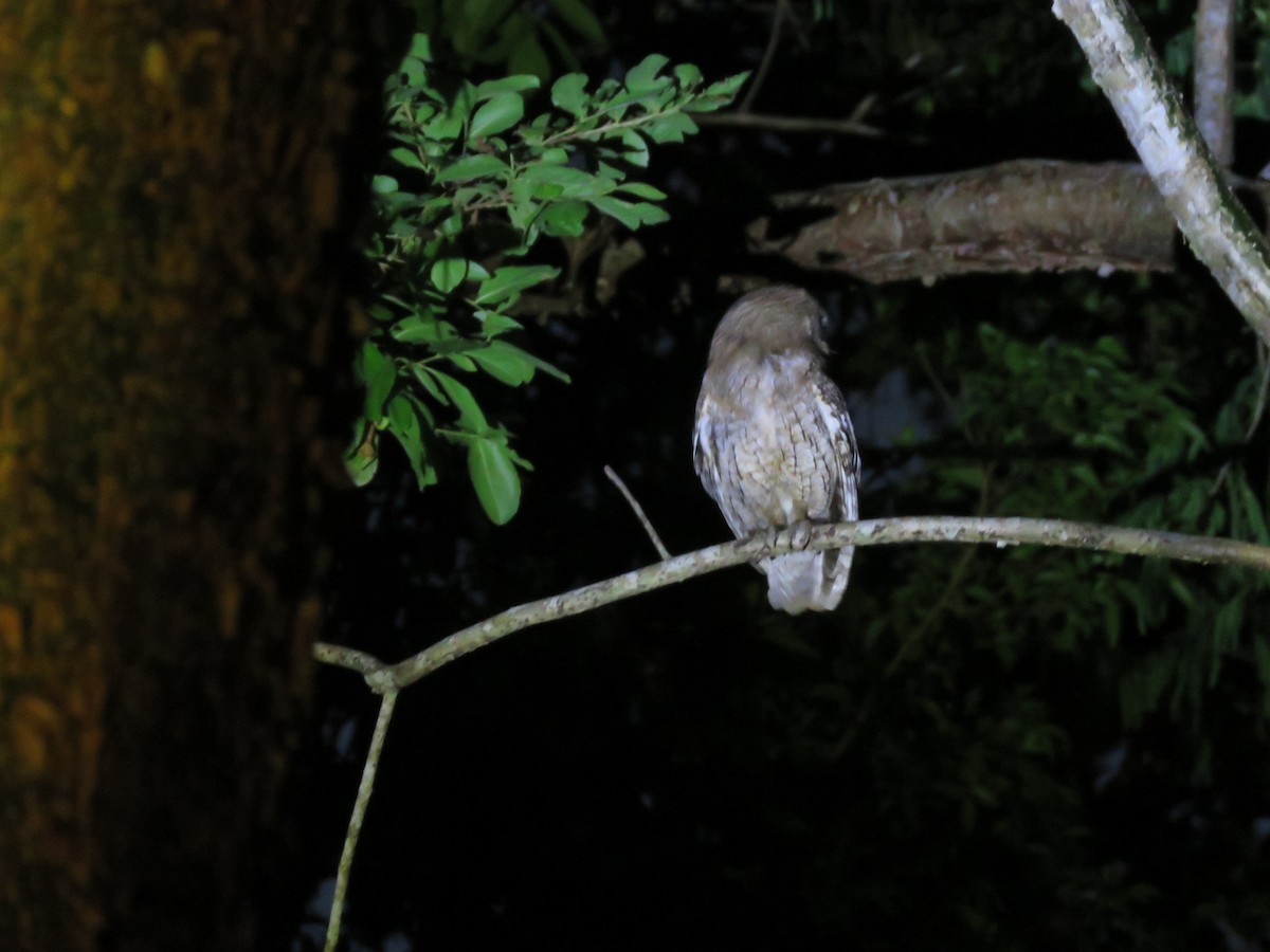 Middle American Screech-Owl (Middle American) - ML636978766