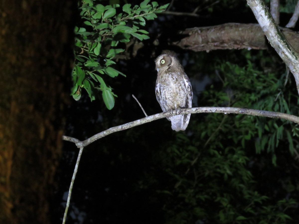Middle American Screech-Owl (Middle American) - ML636978772