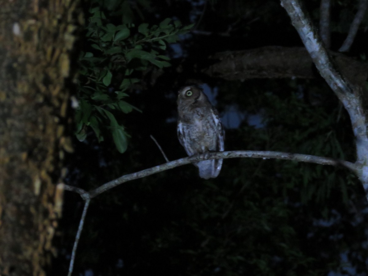 Middle American Screech-Owl (Middle American) - ML636978788