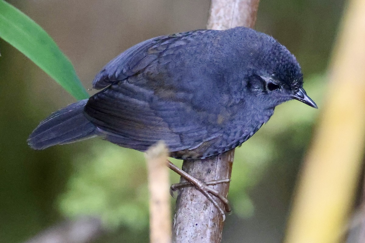 Utcubamba Tapaculo - ML636978794