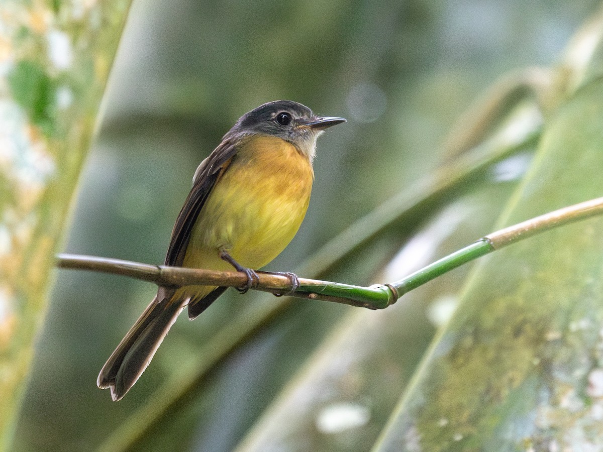 Tawny-chested Flycatcher - ML636978796
