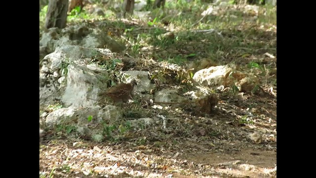 Black-throated Bobwhite - ML636978909