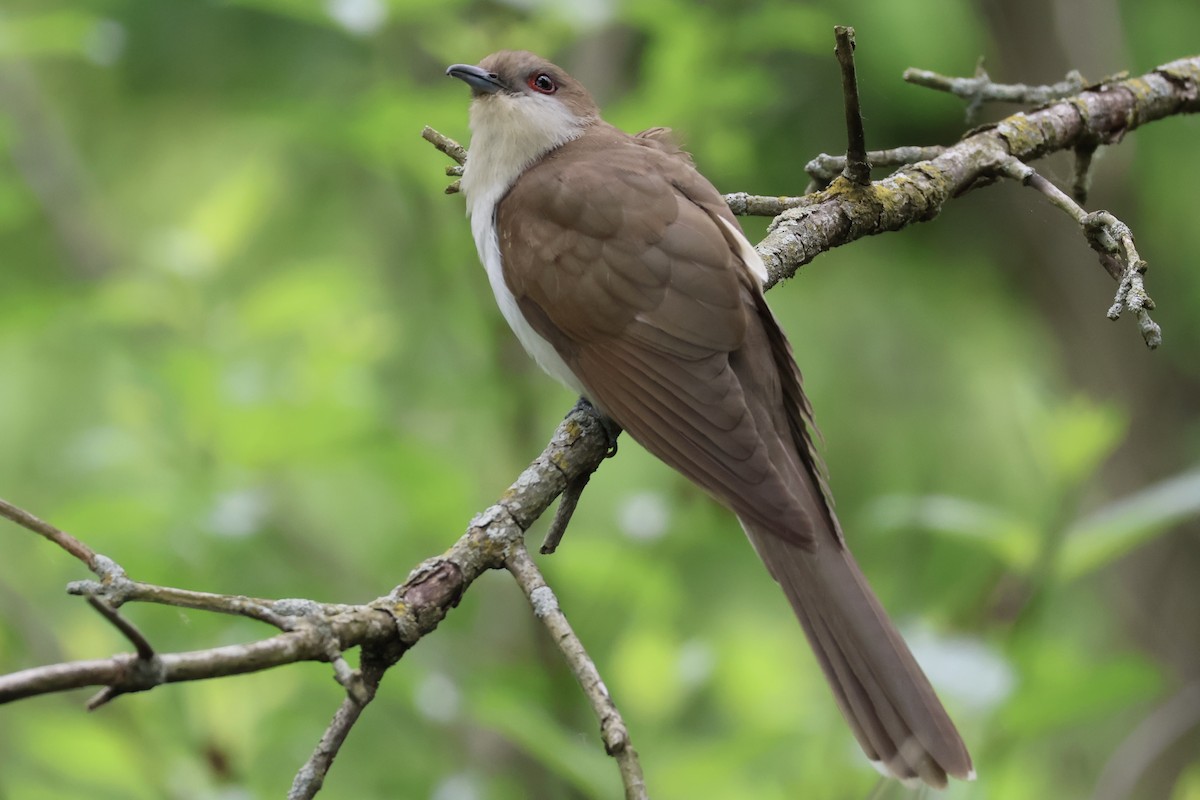 Black-billed Cuckoo - ML636978945