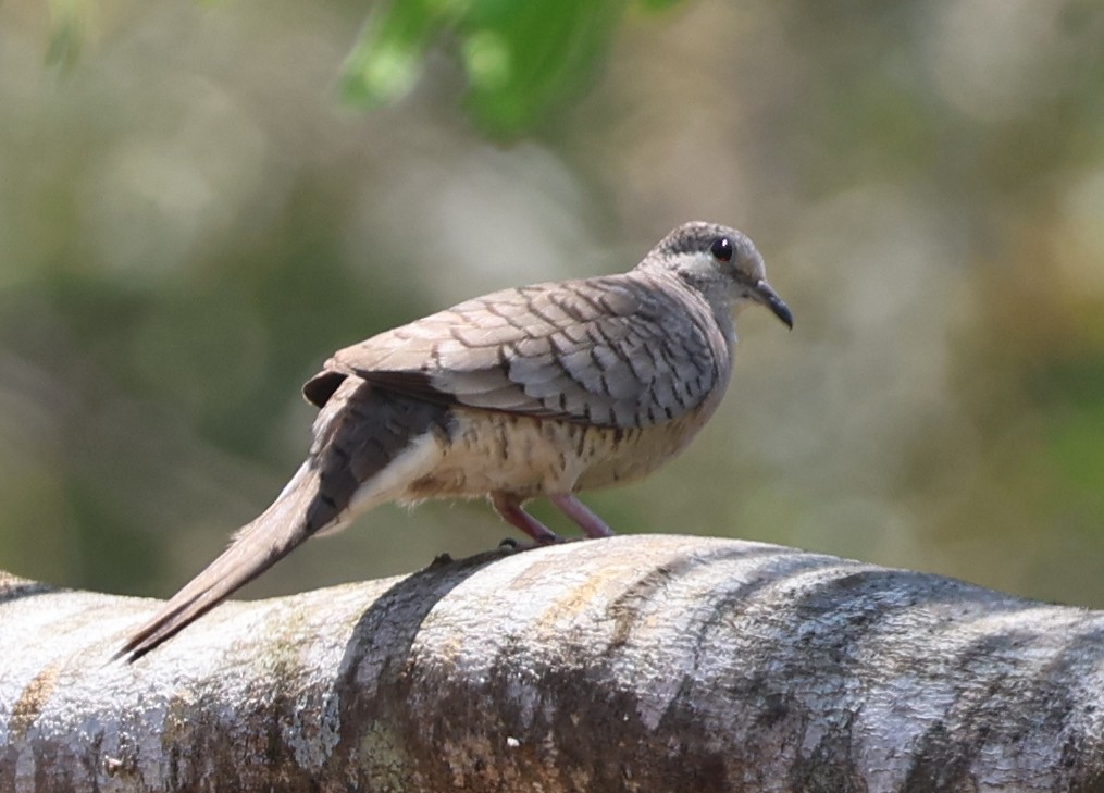 Inca Dove - ML636978978