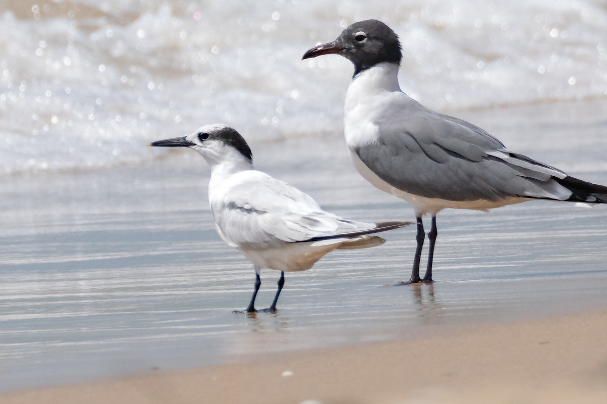 rybák severní - ML636978994