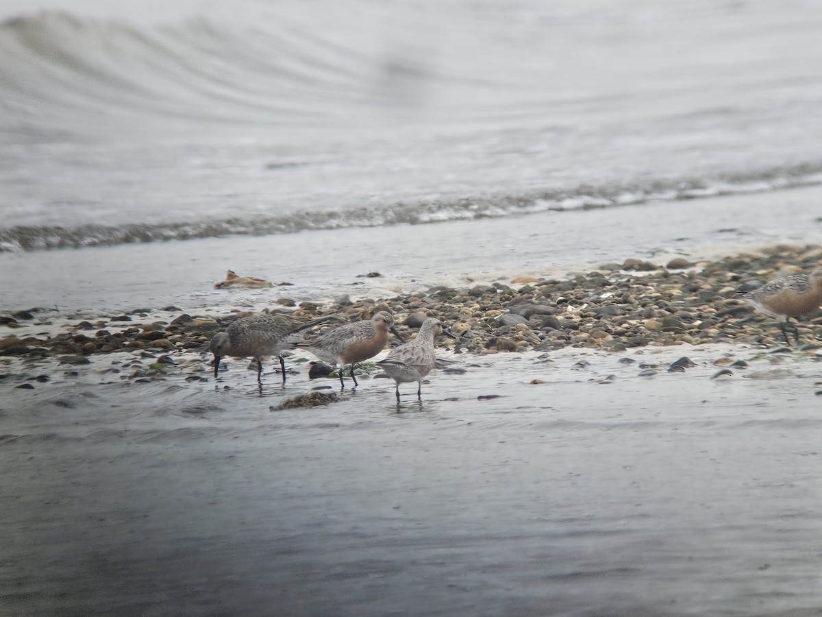 Red Knot - ML636979043