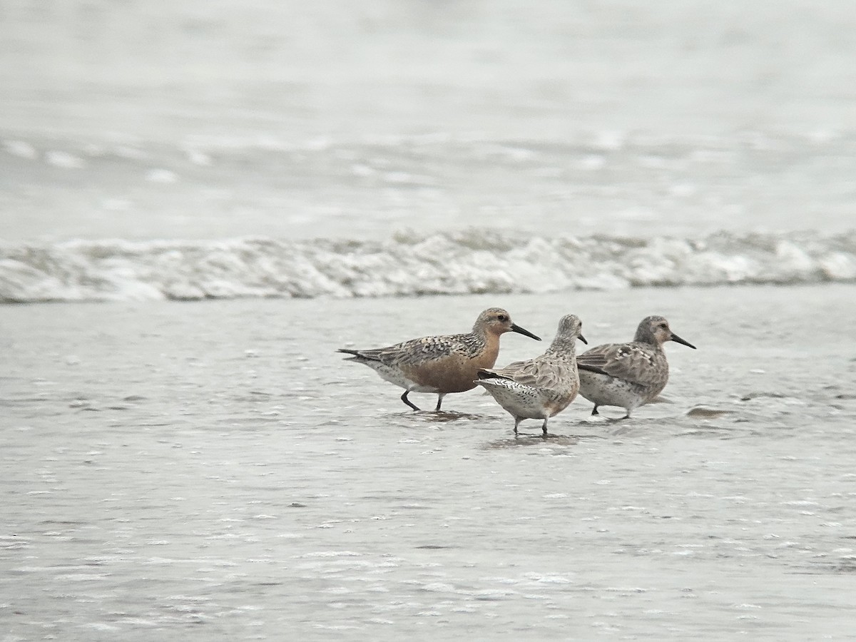 Red Knot - ML636979046