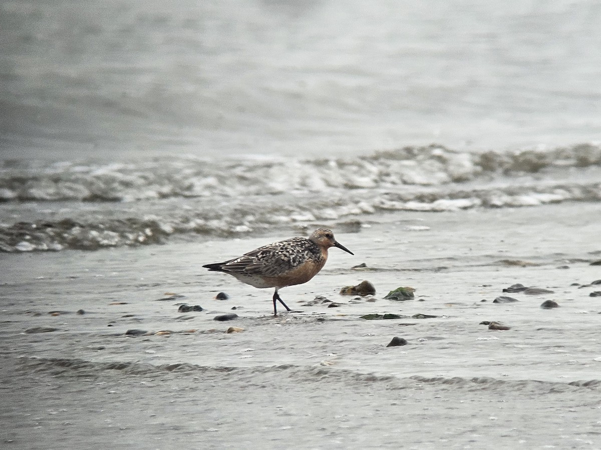 Red Knot - ML636979047