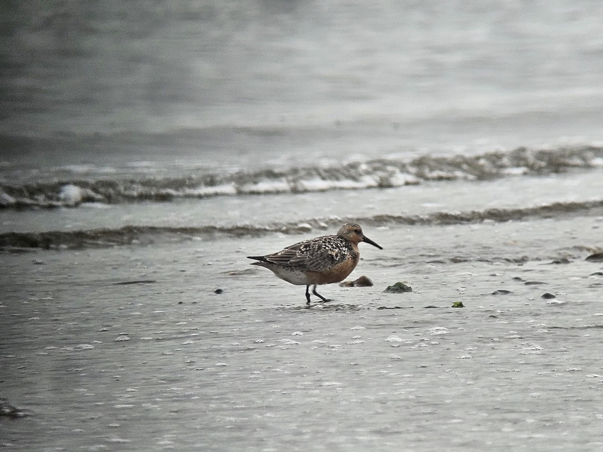Red Knot - ML636979048