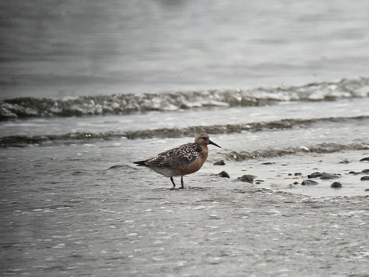 Red Knot - ML636979049