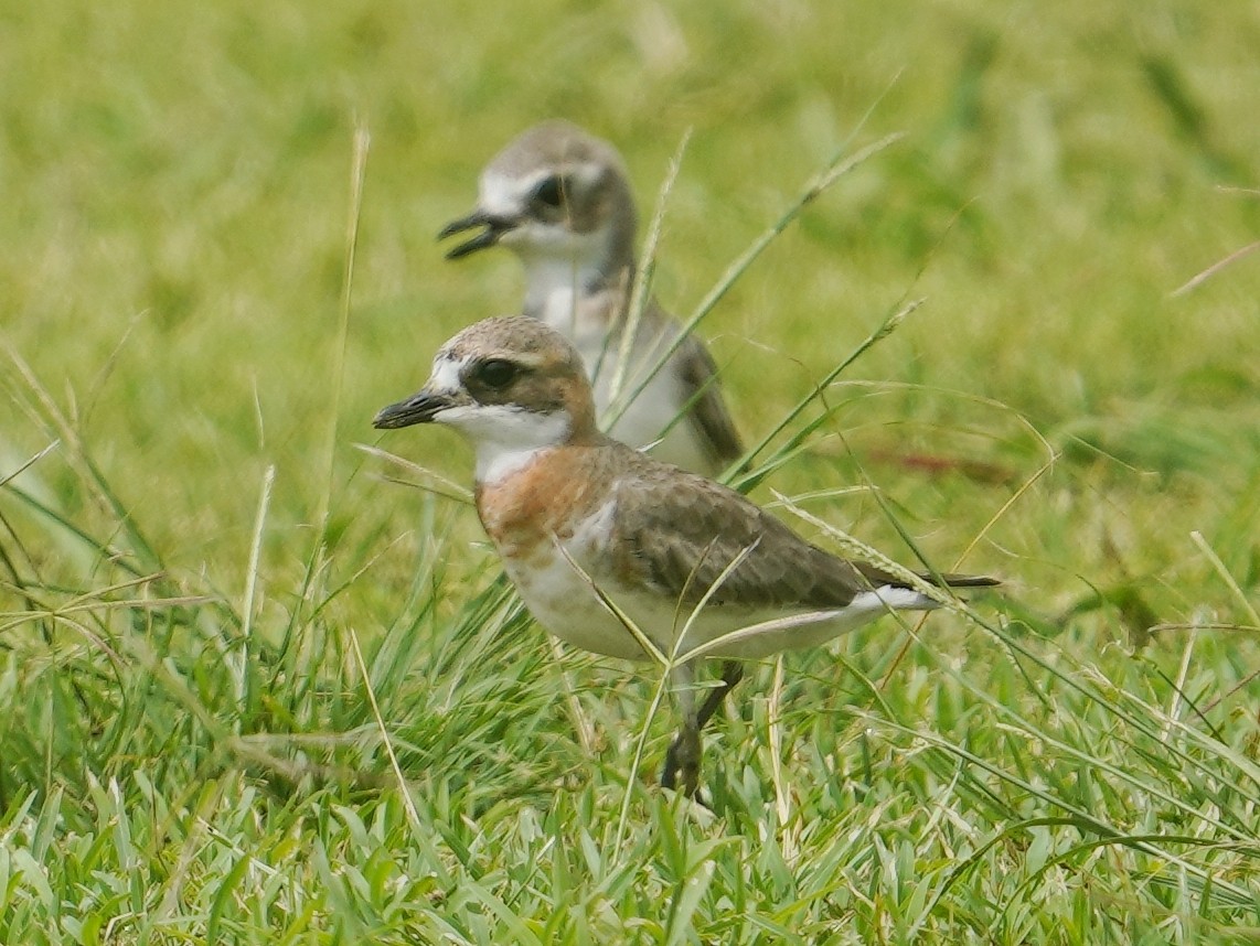 Siberian Sand-Plover - ML636979110
