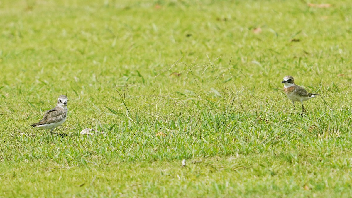 Siberian Sand-Plover - ML636979111