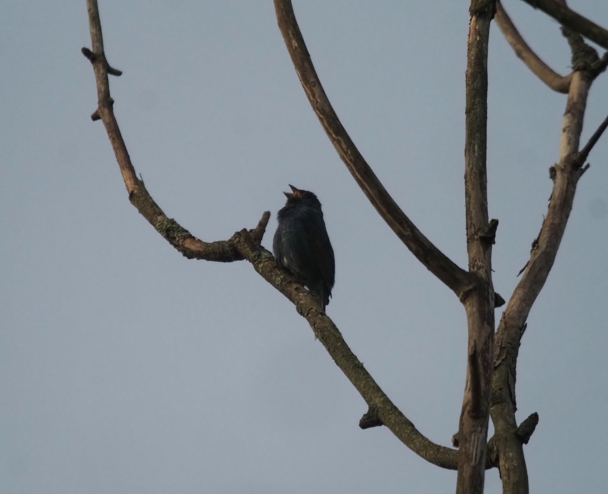 Indigo Bunting - ML636979142