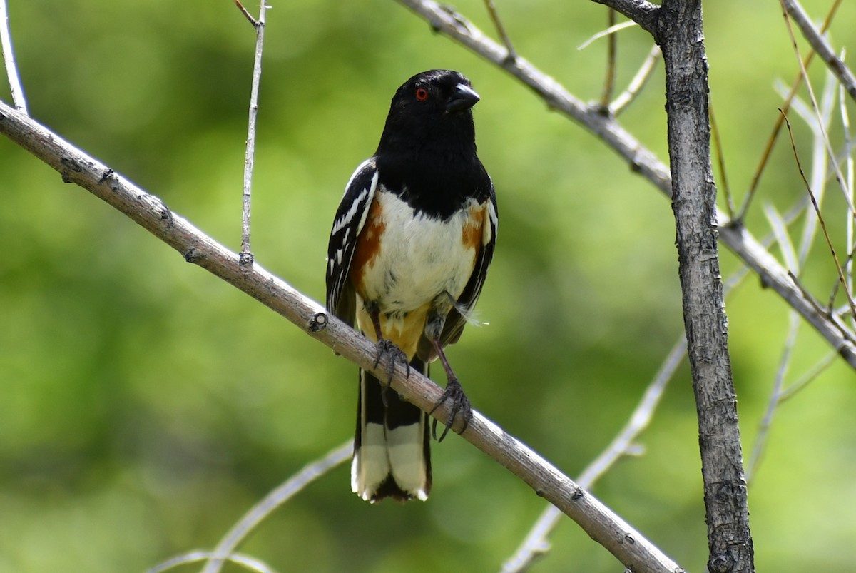Spotted Towhee - ML636979203