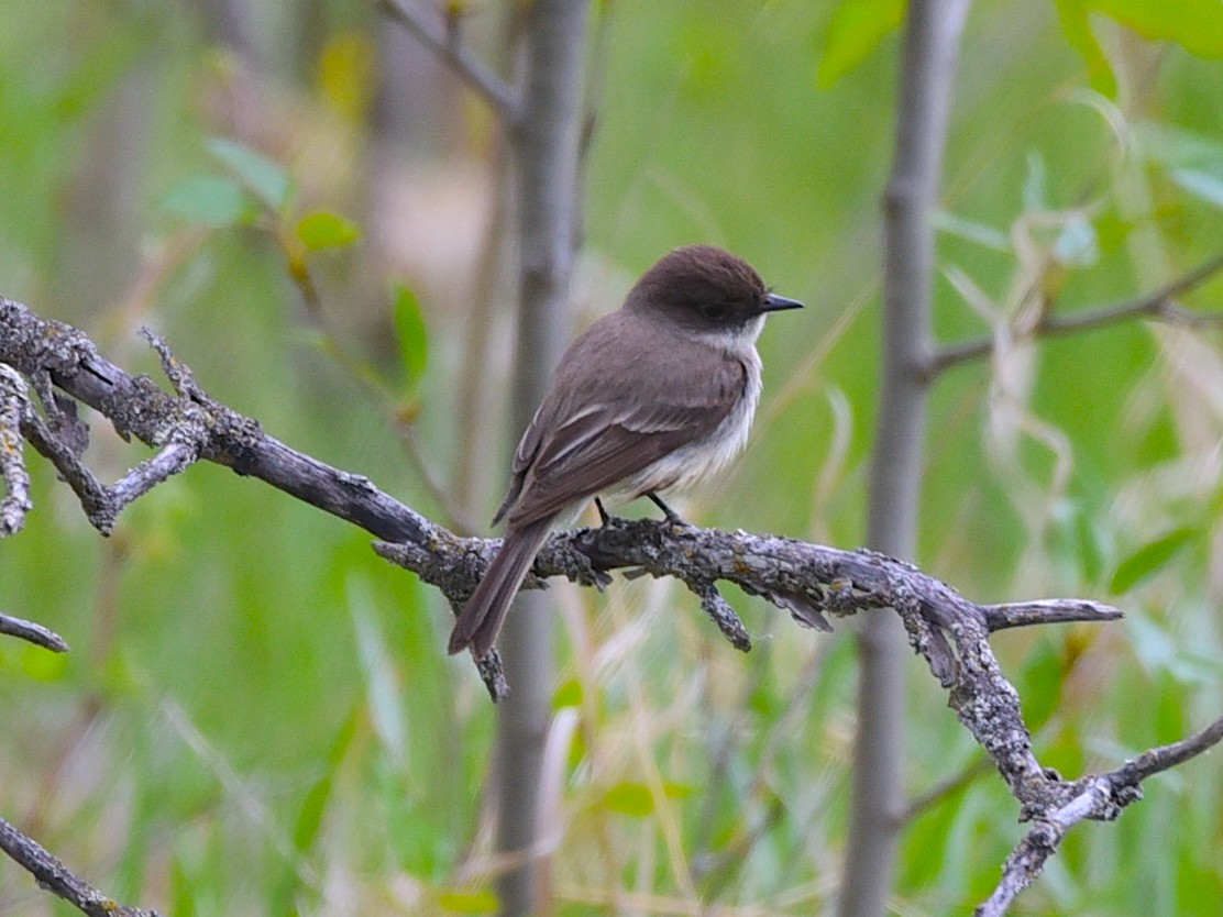 Eastern Phoebe - ML636979205