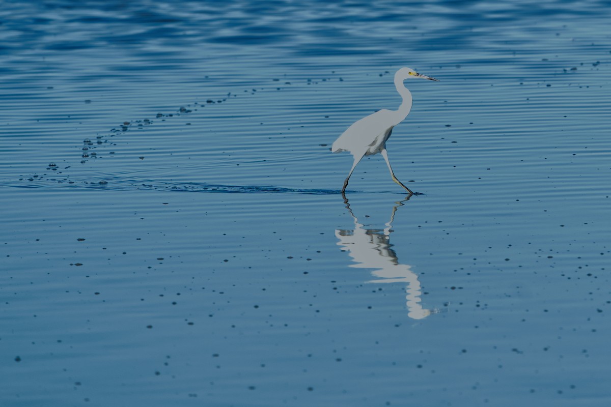 Little Egret (Australasian) - ML636979219
