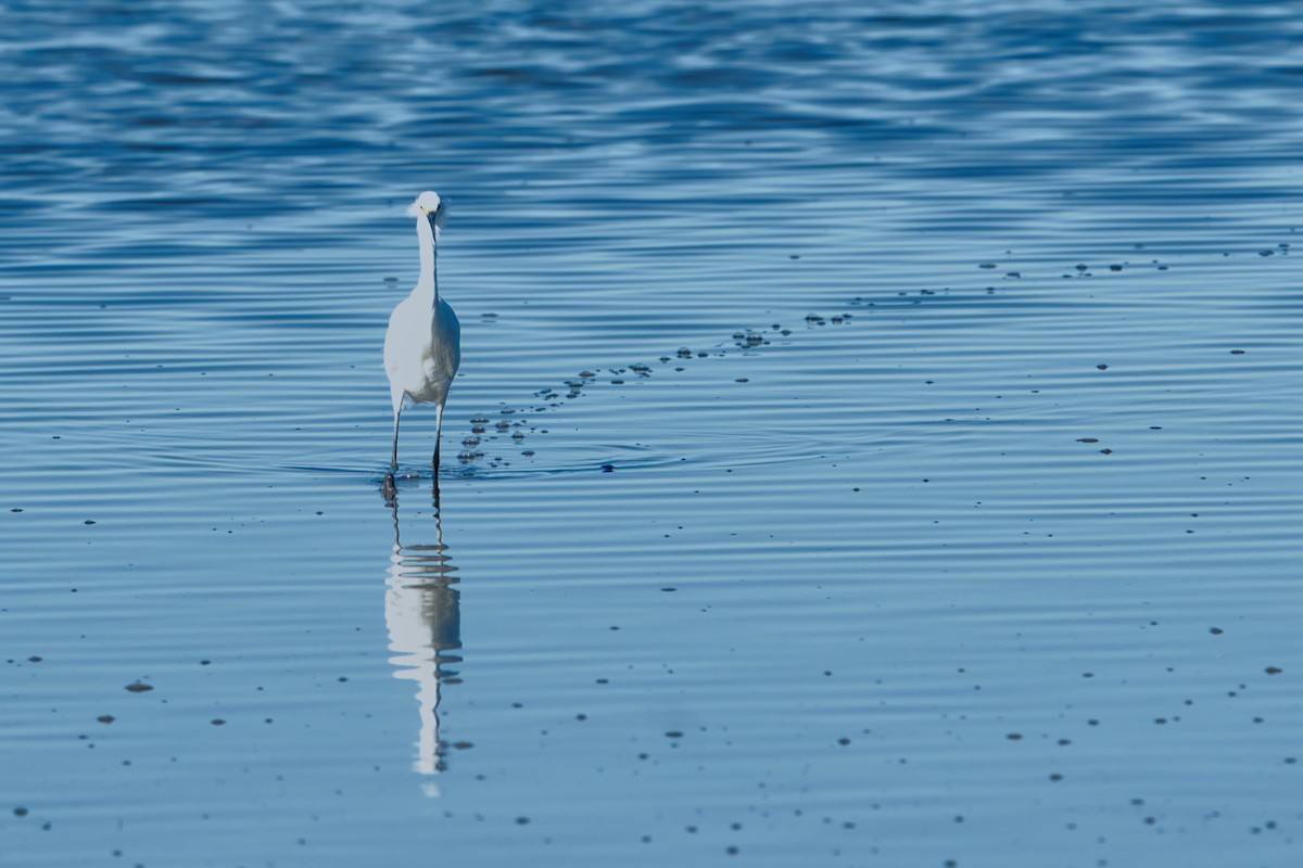 Little Egret (Australasian) - ML636979220