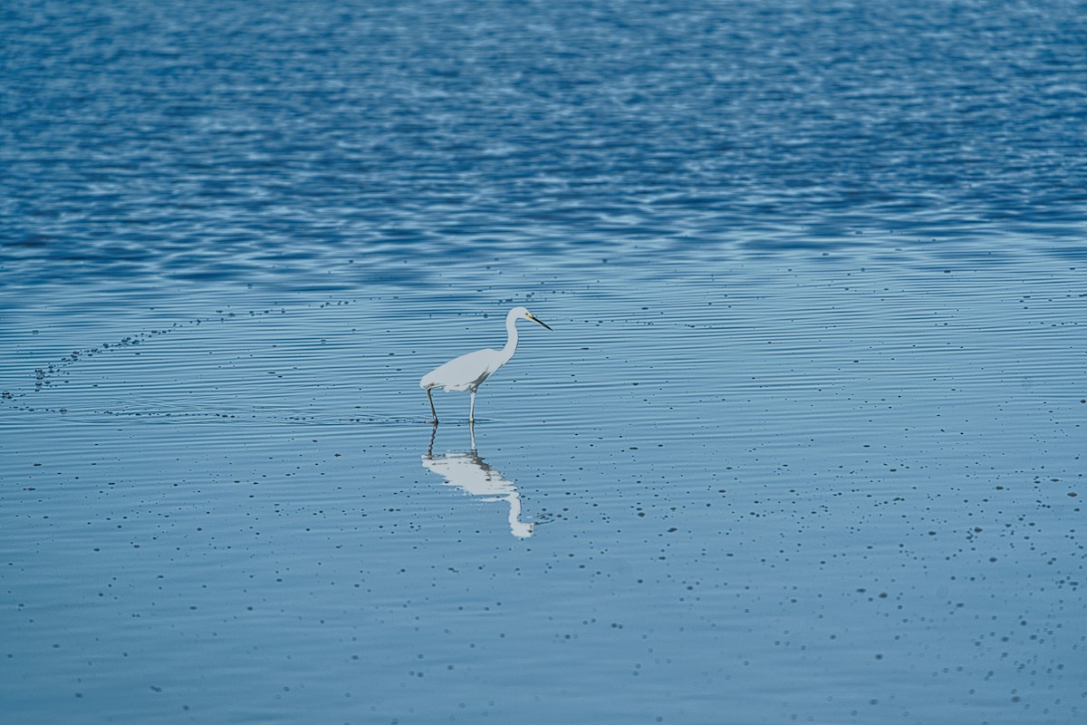 Little Egret (Australasian) - ML636979221