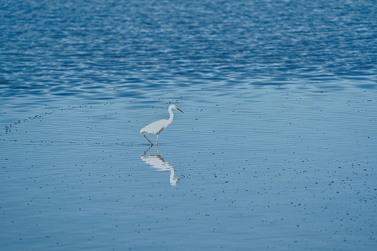 Little Egret (Australasian) - ML636979222