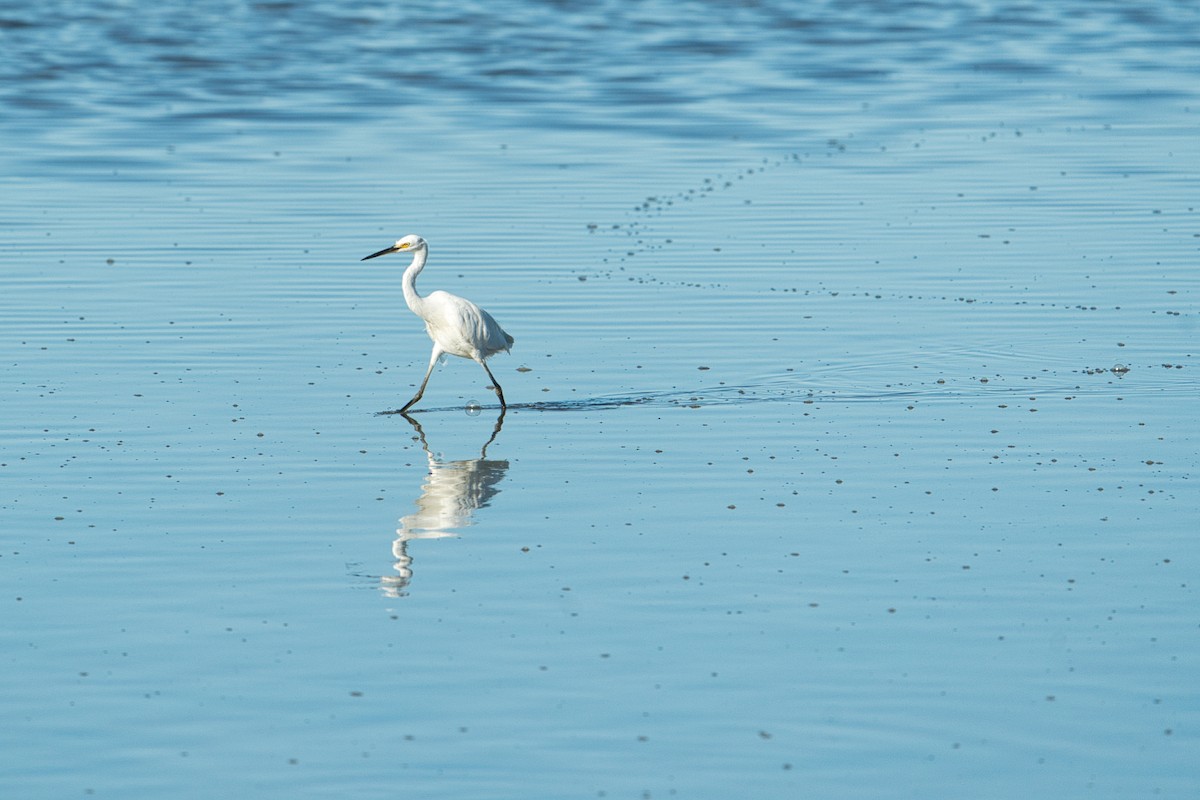 Little Egret (Australasian) - ML636979223