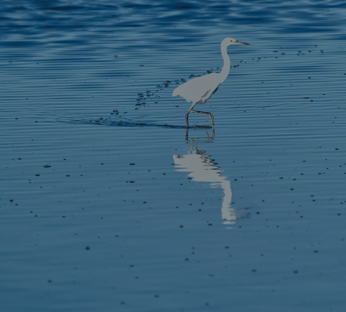 Little Egret (Australasian) - ML636979224