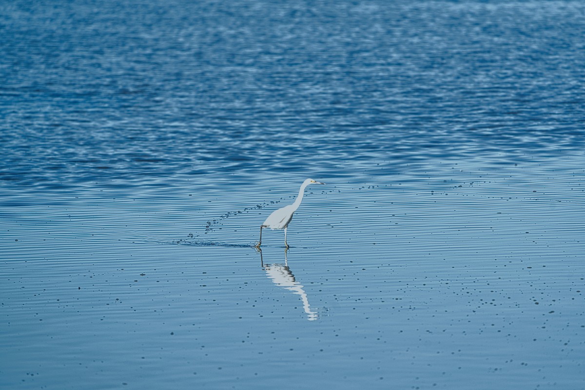 Little Egret (Australasian) - ML636979225