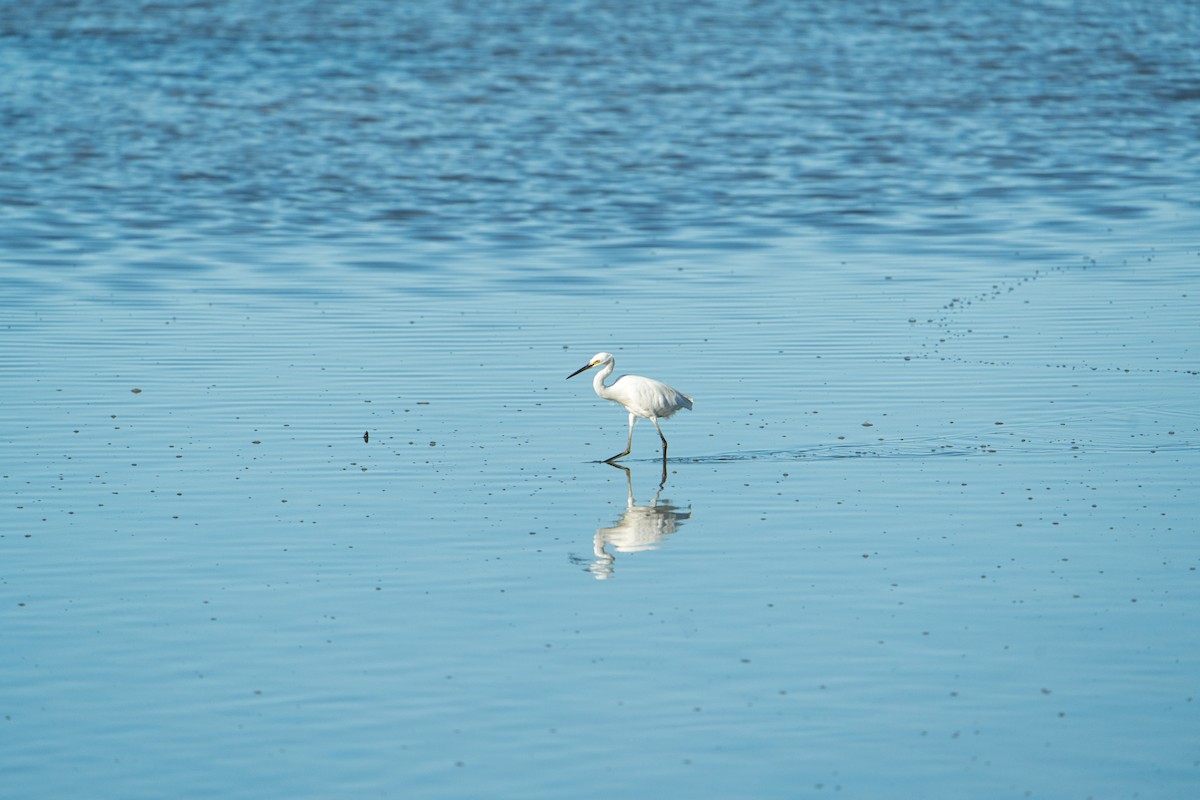 Little Egret (Australasian) - ML636979226