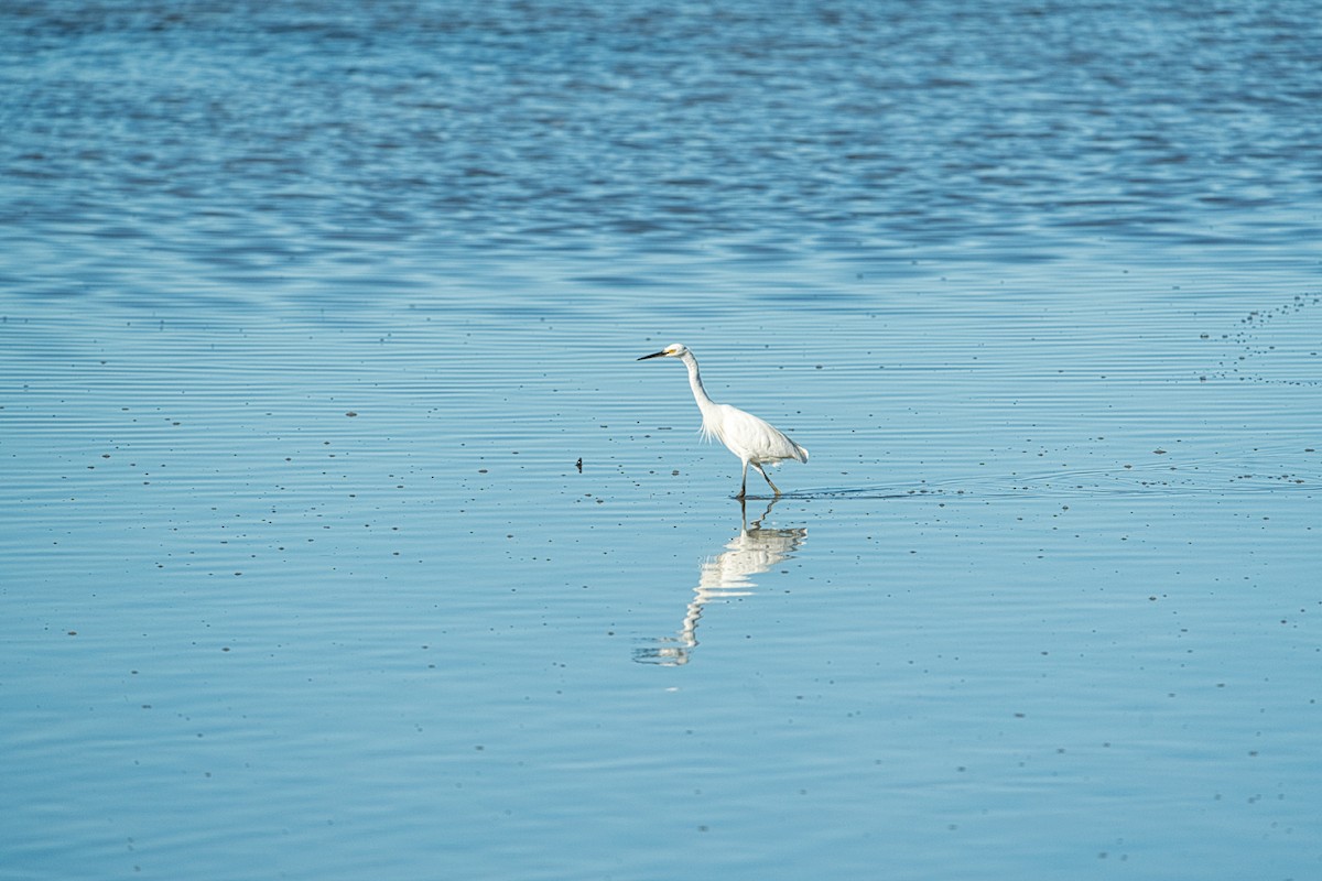 Little Egret (Australasian) - ML636979227