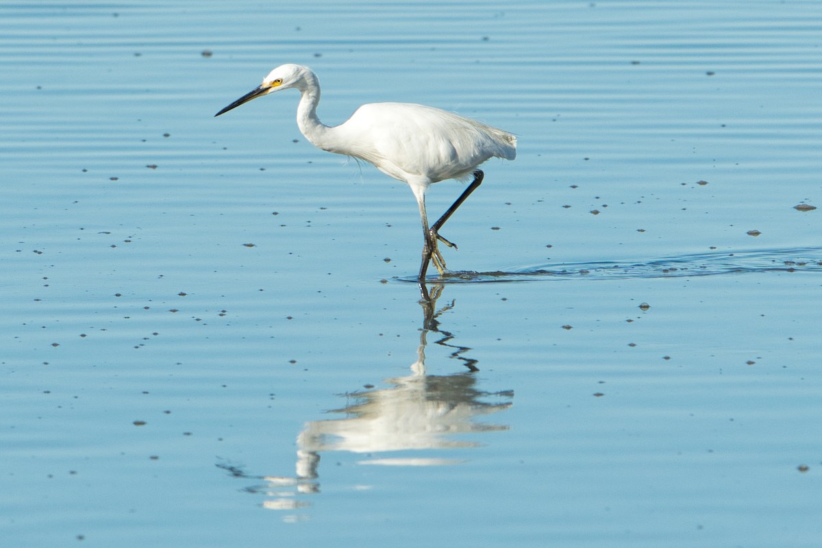 Little Egret (Australasian) - ML636979228