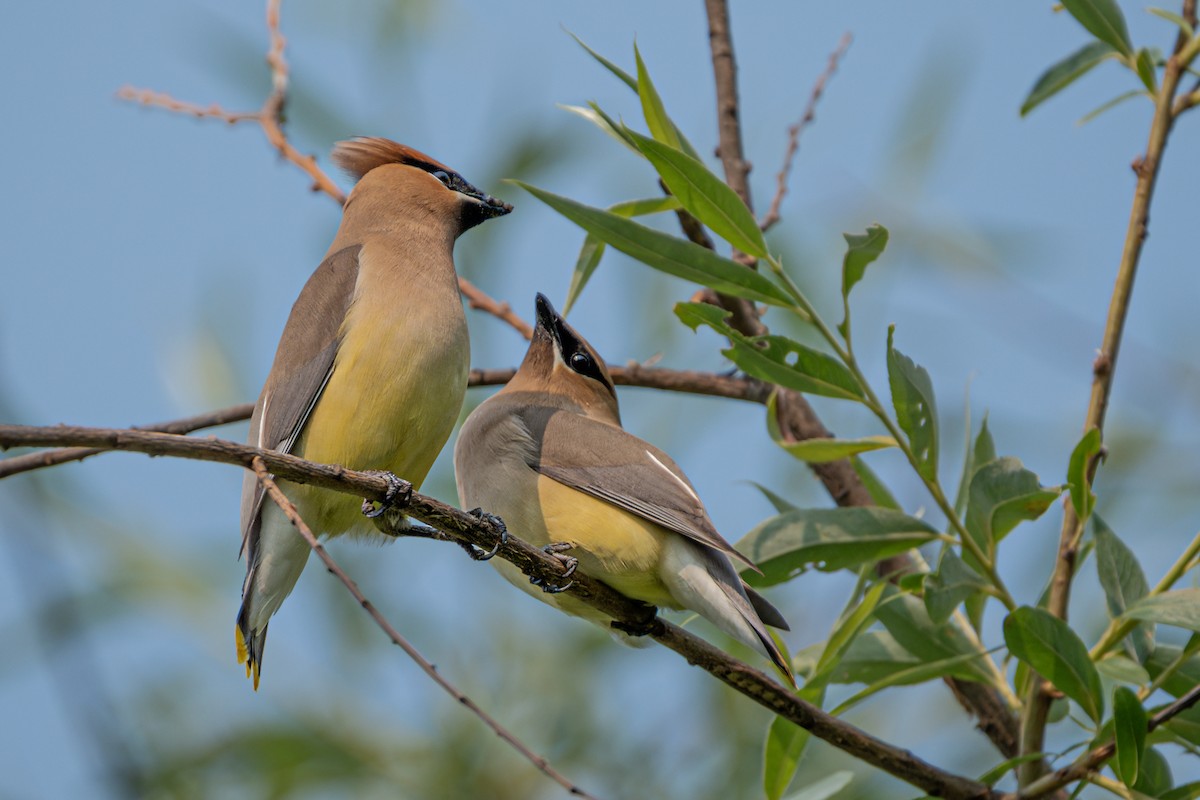 Cedar Waxwing - ML636979234