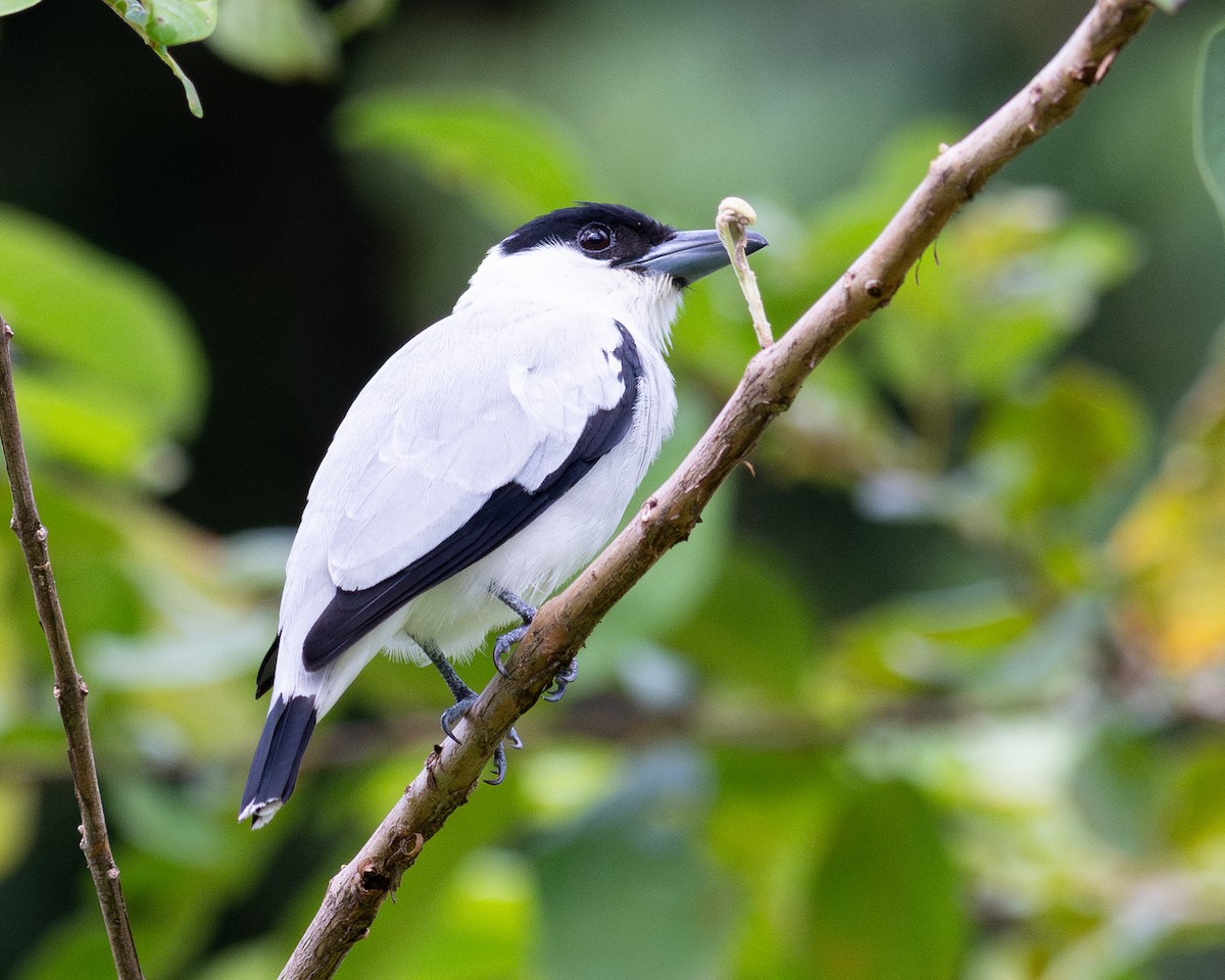 svartkronetityra - ML636979247